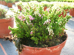Bienenheide