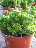 Bienenheide