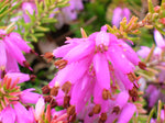 Erica x darleyensis /Englische Heide