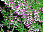 Knospenheide