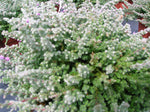 Bienenheide