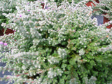 Bienenheide