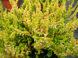 Bienenheide