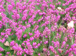 Erica carnea /Schneeheide