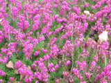 Erica carnea /Schneeheide