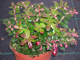 Vaccinium vitis - ideae /Preiselbeere