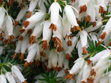 Erica x darleyensis /Englische Heide