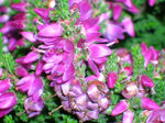 Bienenheide