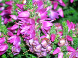 Bienenheide